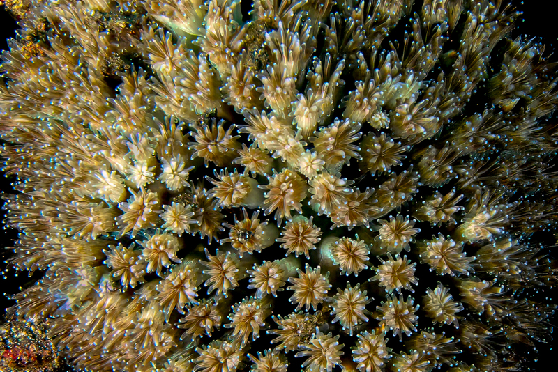 Ocean Art 2(1).jpg
