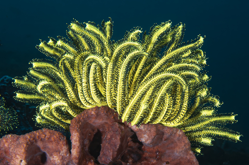 Ocean Art 3.jpg