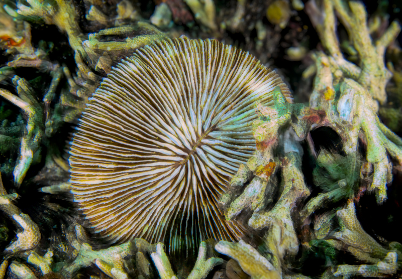 Ocean Art 5(1).jpg