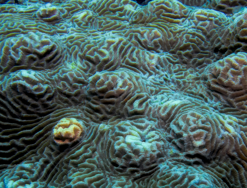 Ocean Art 8.jpg