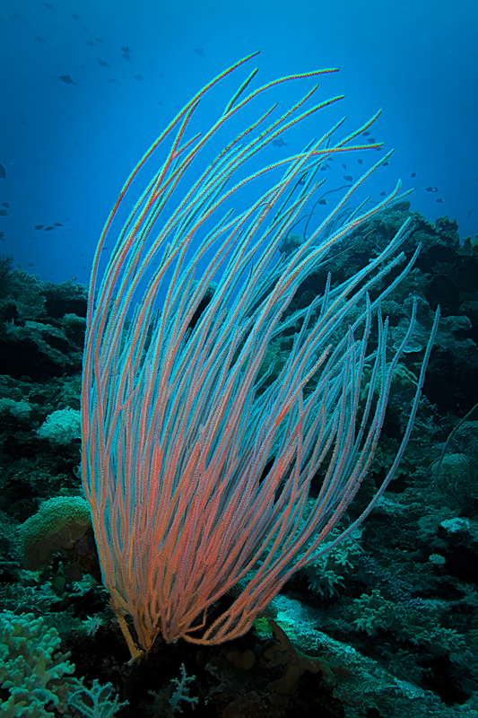 Ocean Art 9.jpg