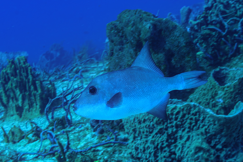 Ocean Triggerfish.jpg