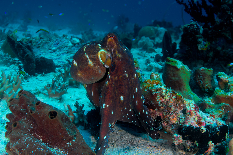 Octopus(1).jpg