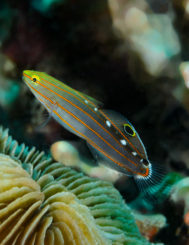 Old Glory Goby.jpg