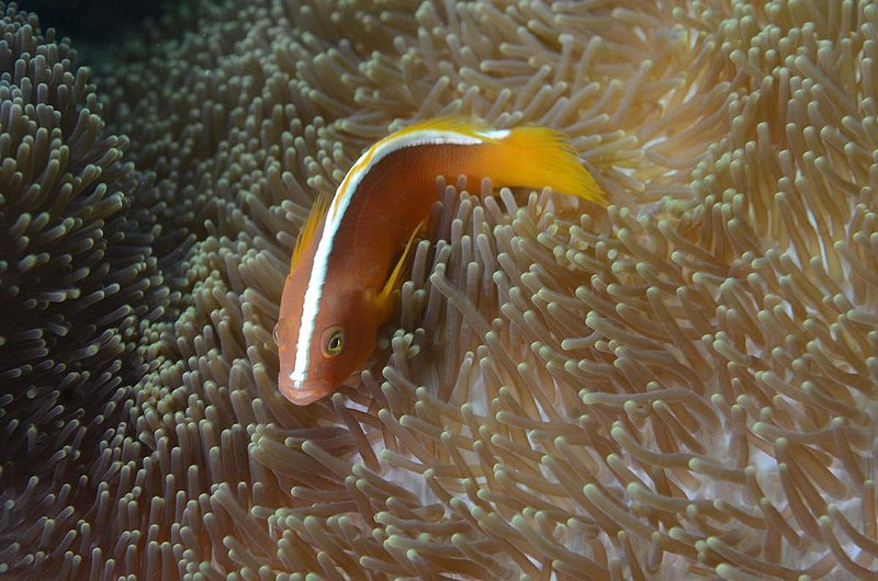 Orange  Anemonefish.jpg