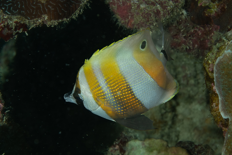 Orange-Banded Coralfish(1).jpg