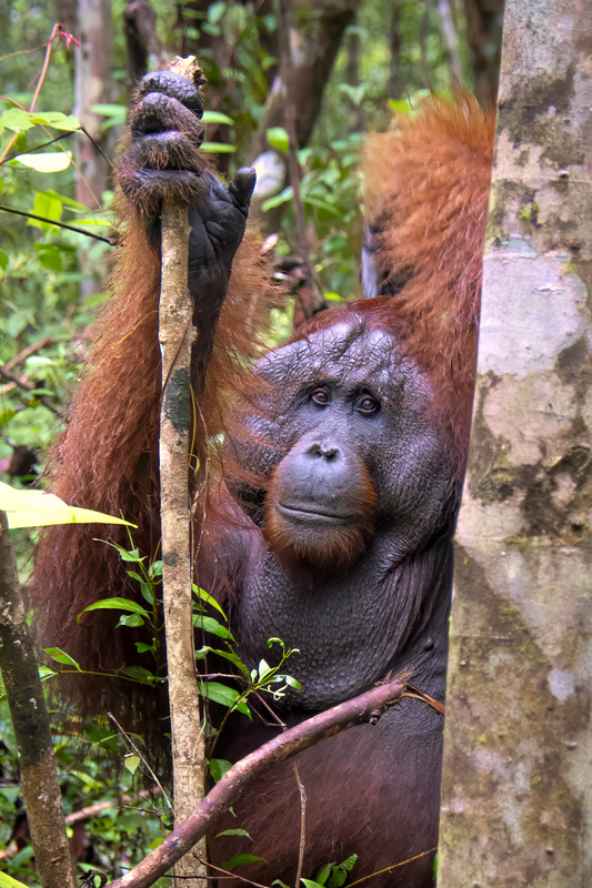 Orangutan 1.jpg