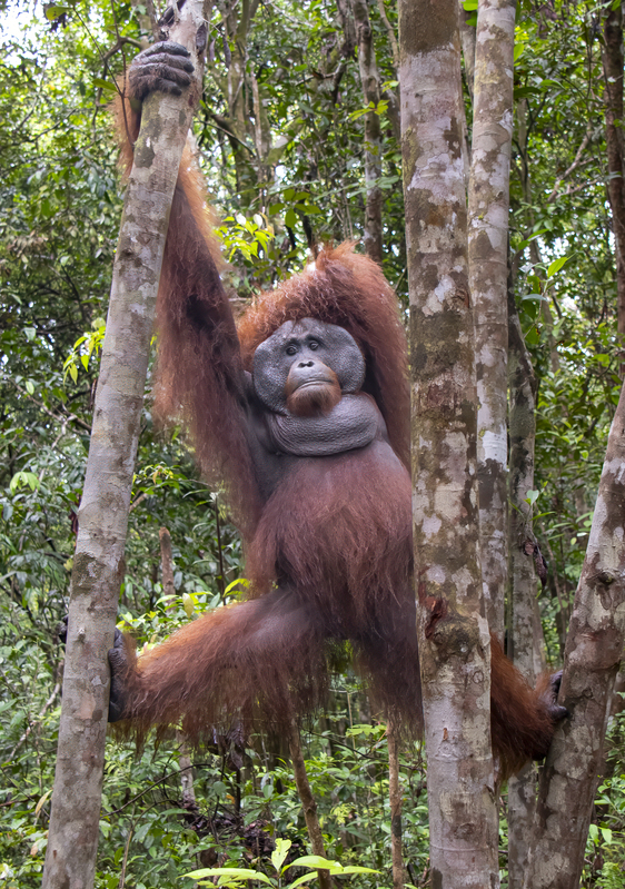 Orangutan 2(1).jpg