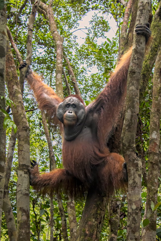 Orangutan 3(1).jpg