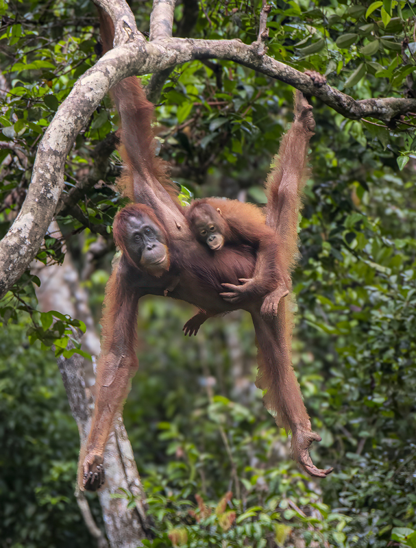 Orangutan 4(1).jpg