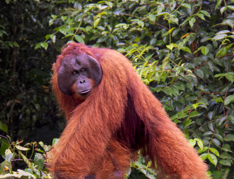 Orangutan 5.jpg