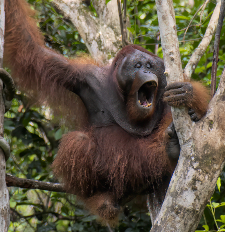 Orangutan 6(1).jpg