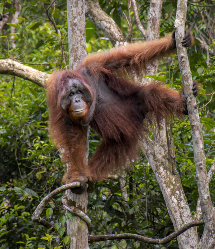 Orangutan 7(1).jpg