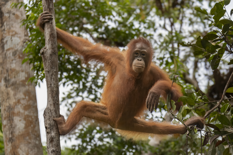 Orangutan 8.jpg