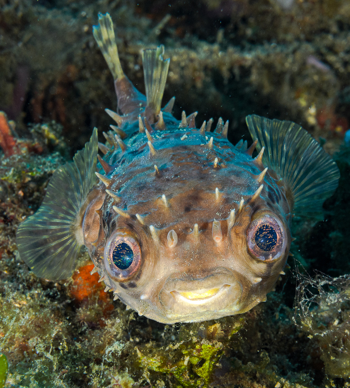 Orbicular Burrfish(1) :: Creature Count :: Far Out Photos