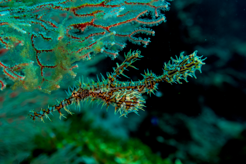 Ornate Ghost Pipefish(2).jpg