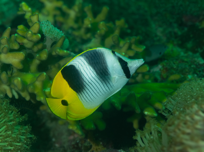 Pacific Double-Saddle Butterflyfish(1).jpg