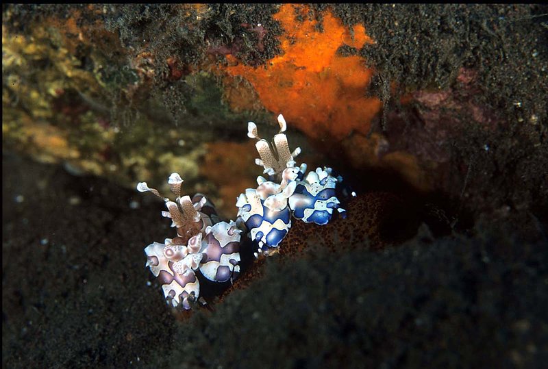 Pair of Harlequin Shrimp.jpg