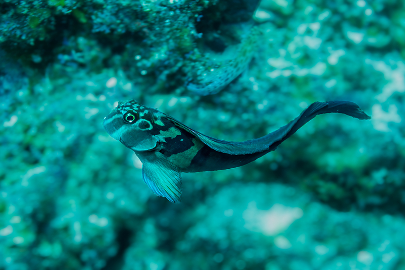Panamic Fanged Blenny(1).jpg