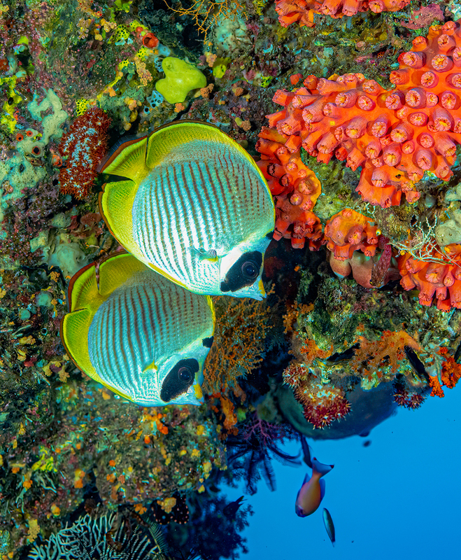 Panda Butterflyfish(2).jpg