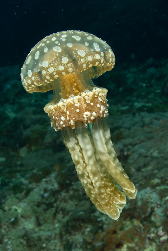 Papuan Jellyfish(1).jpg