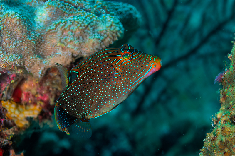Papuan Toby(1).jpg