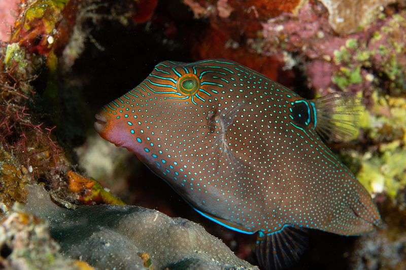 Papuan Toby(2).jpg