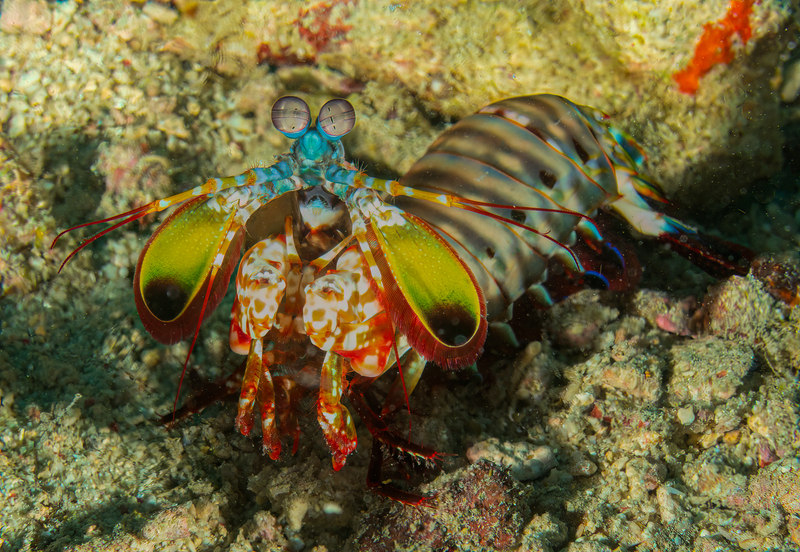 Peacock Mantis(1).jpg