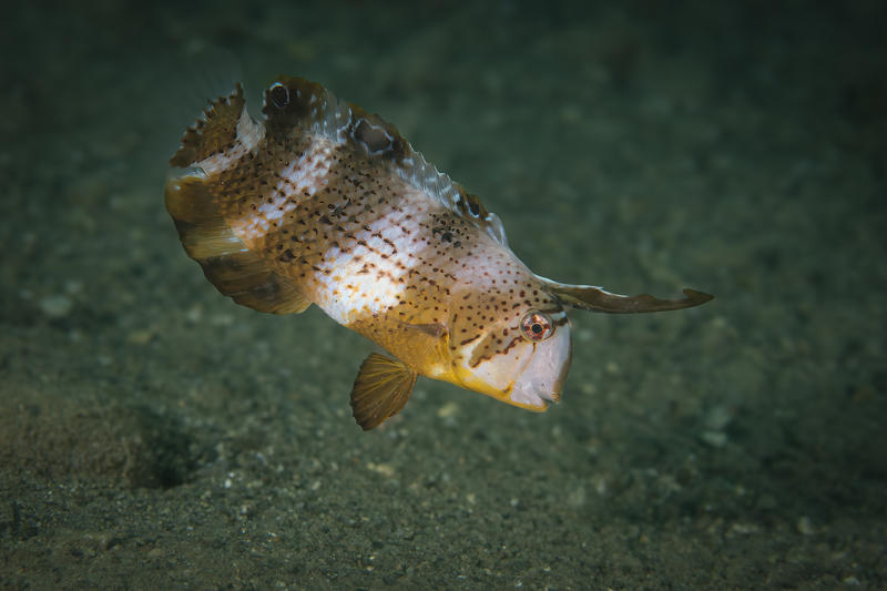 Peacock Razorfish(1).jpg