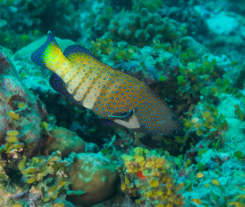 Peacock Rock Cod(1).jpg