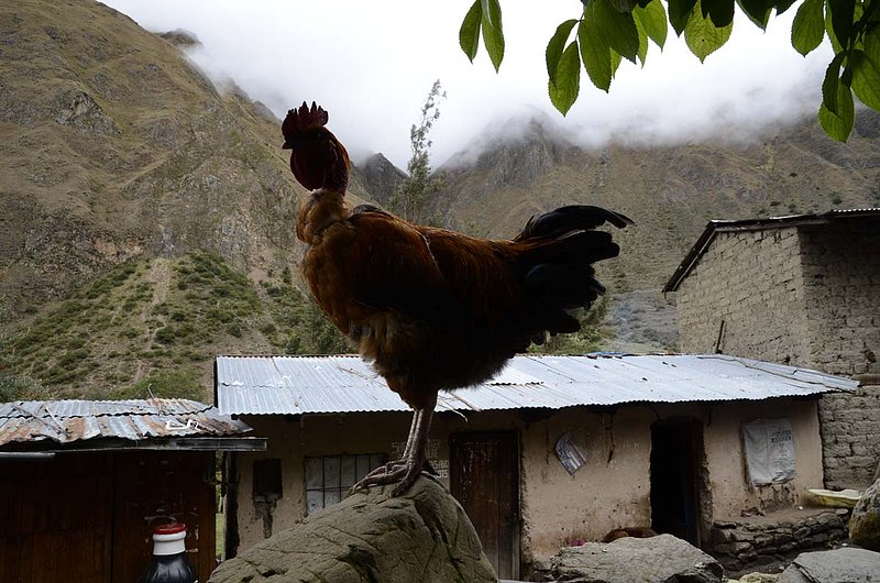 Peru 13.jpg