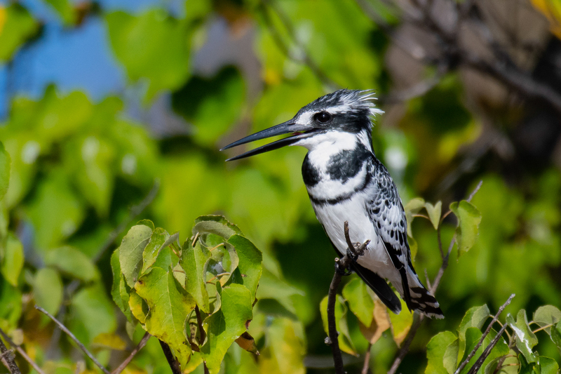 Pied Kingfisher(1).jpg