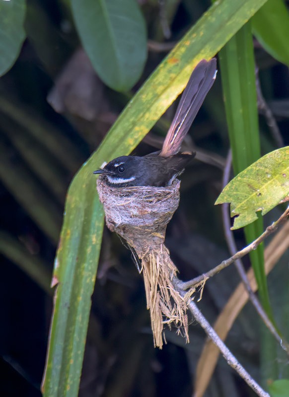 Pied-Fantail(1).jpg