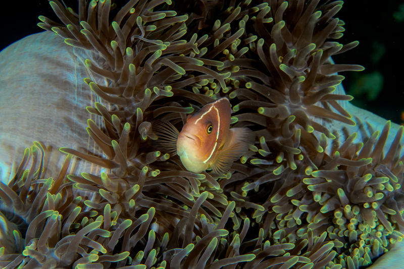 Pink Anemone(1).jpg