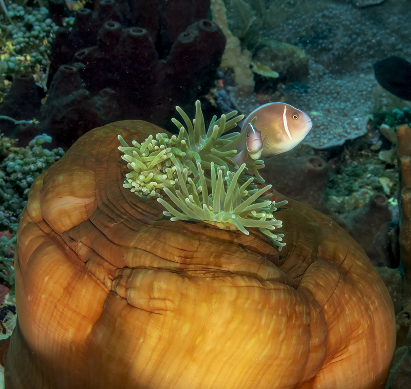 Pink Anemonefish(1).jpg