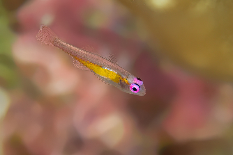 Pinkeye Goby(1).jpg