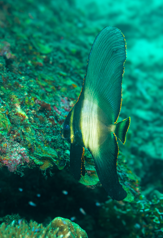 Pinnate Spadefish.jpg