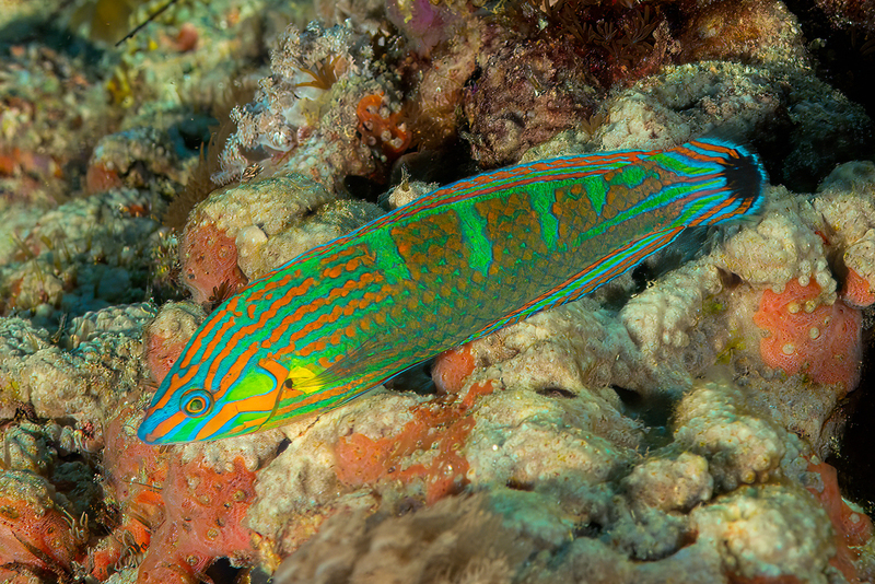 Pinstriped Wrasse(1).jpg