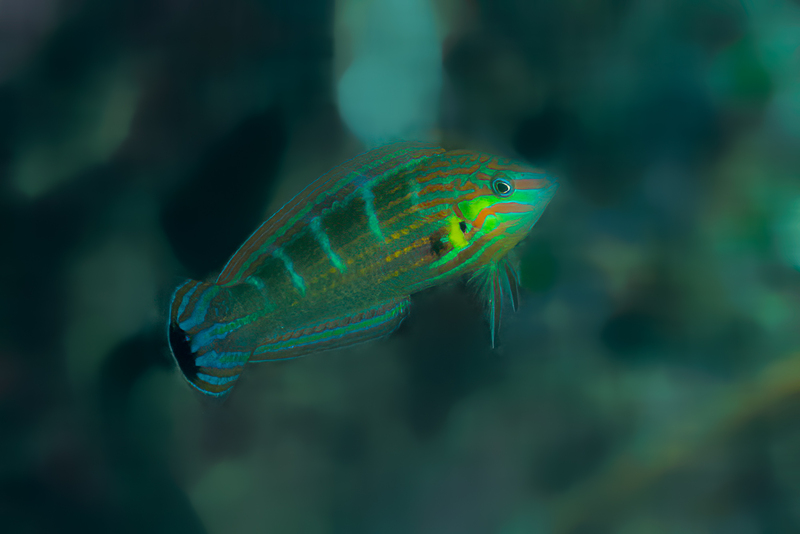 Pinstriped Wrasse(2).jpg