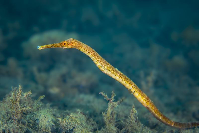Pipefish(1).jpg