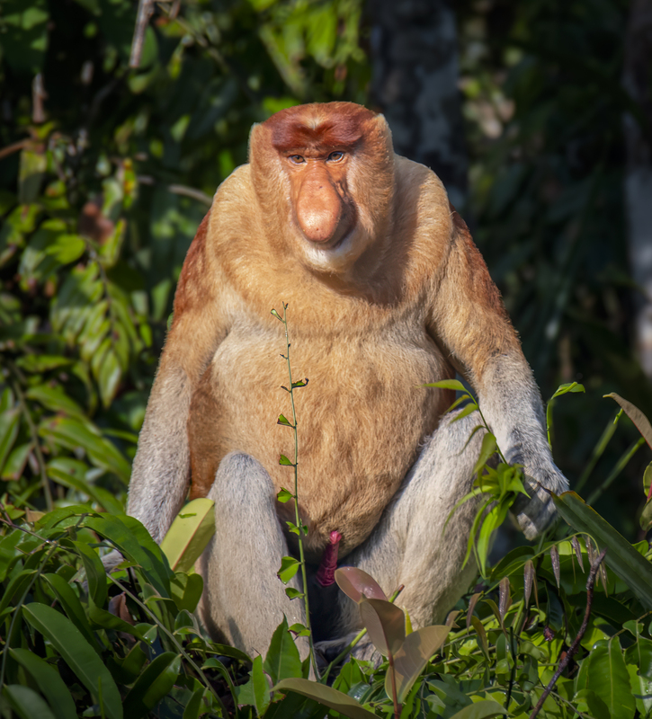 Proboscis Monkey(1).jpg