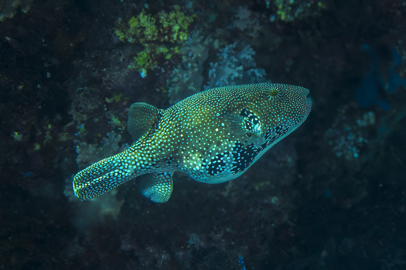 Puffer(1).jpg