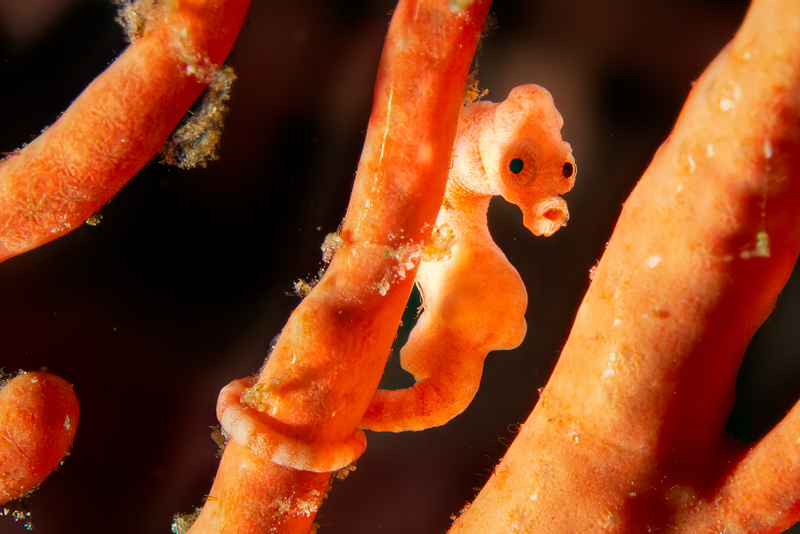 Pygmy Seahorse(1).jpg