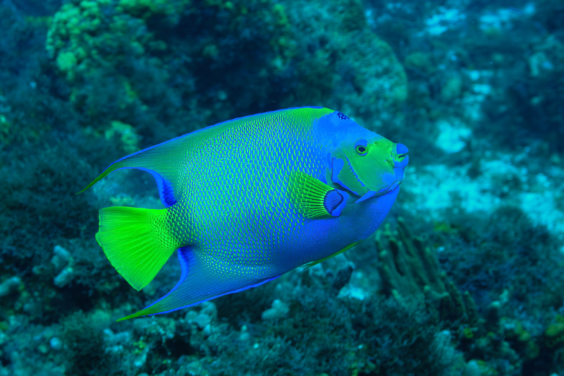 Queen Angelfish jpg(1).jpg