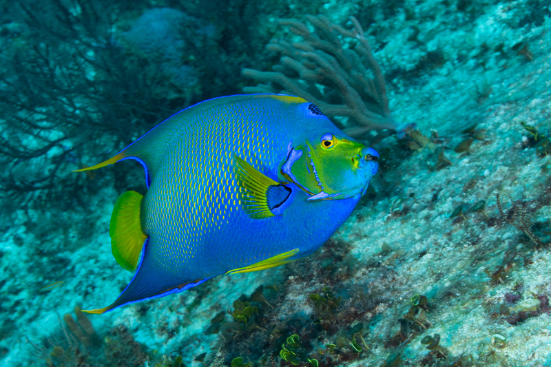Queen Angelfish(1) :: Far Out Photos