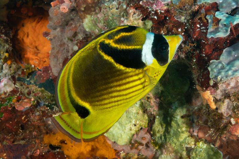 Raccoon Butterflyfish(1).jpg