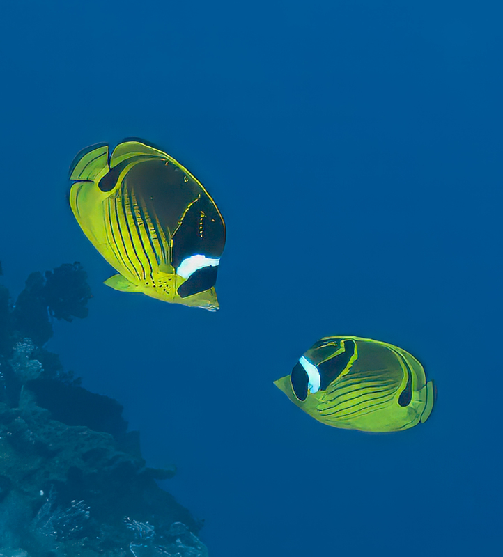 Raccoon Butterflyfish(2).jpg