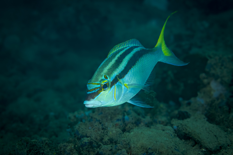 Rainbow Monocle Bream(1).jpg