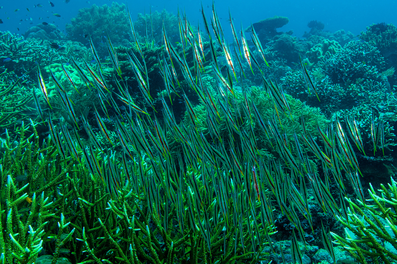 Razorfish(1).jpg