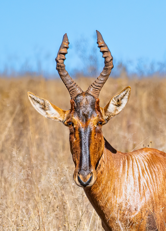 Red Hartebeest(1).jpg